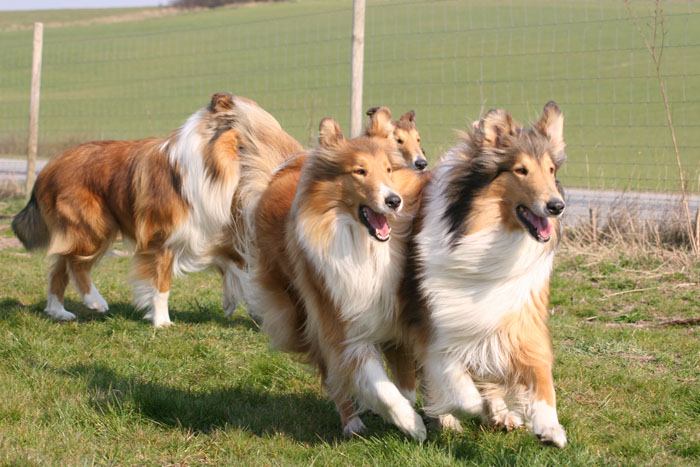 Lassie 2007